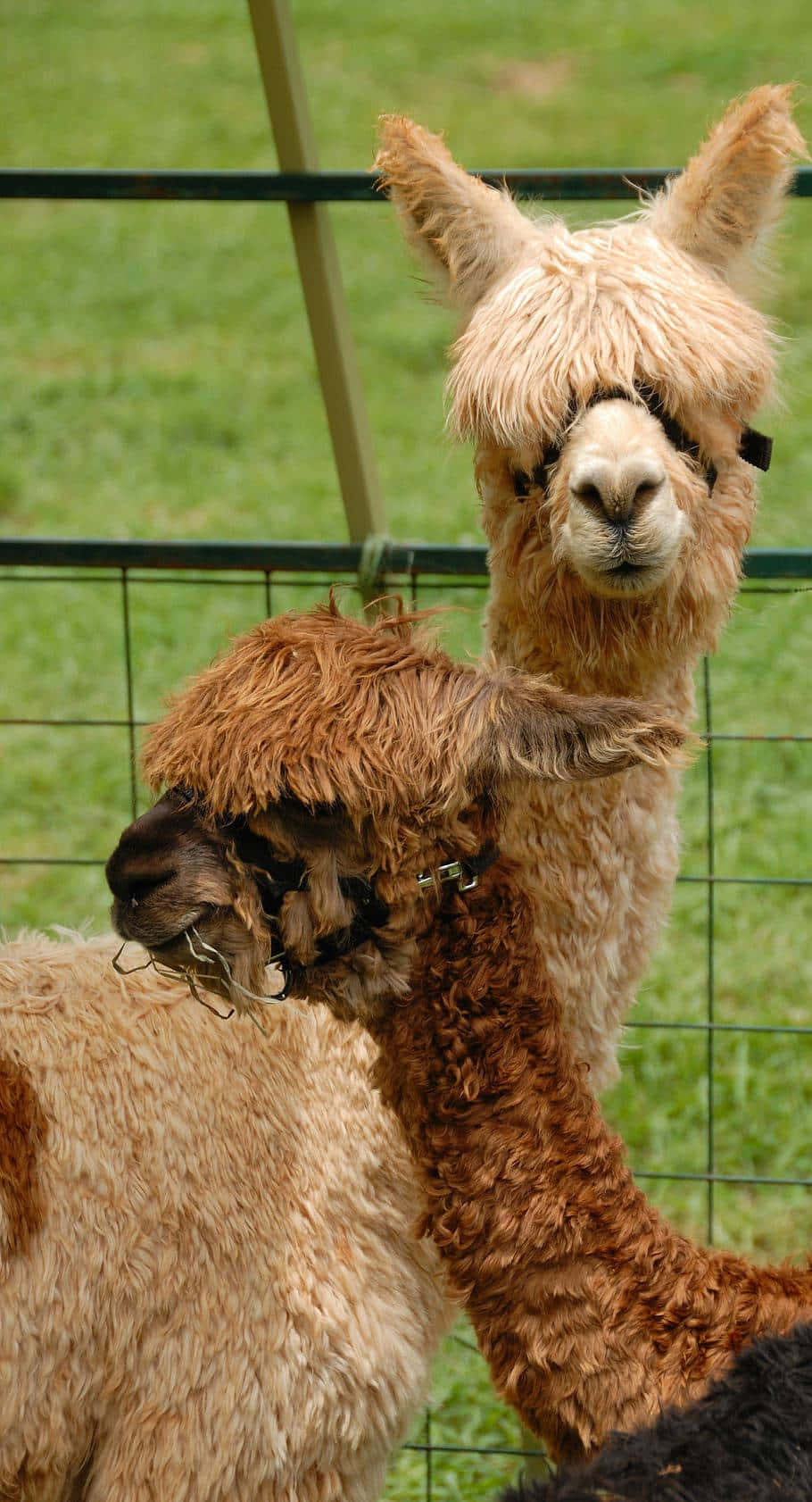 Two Brown Funny Llama Picture