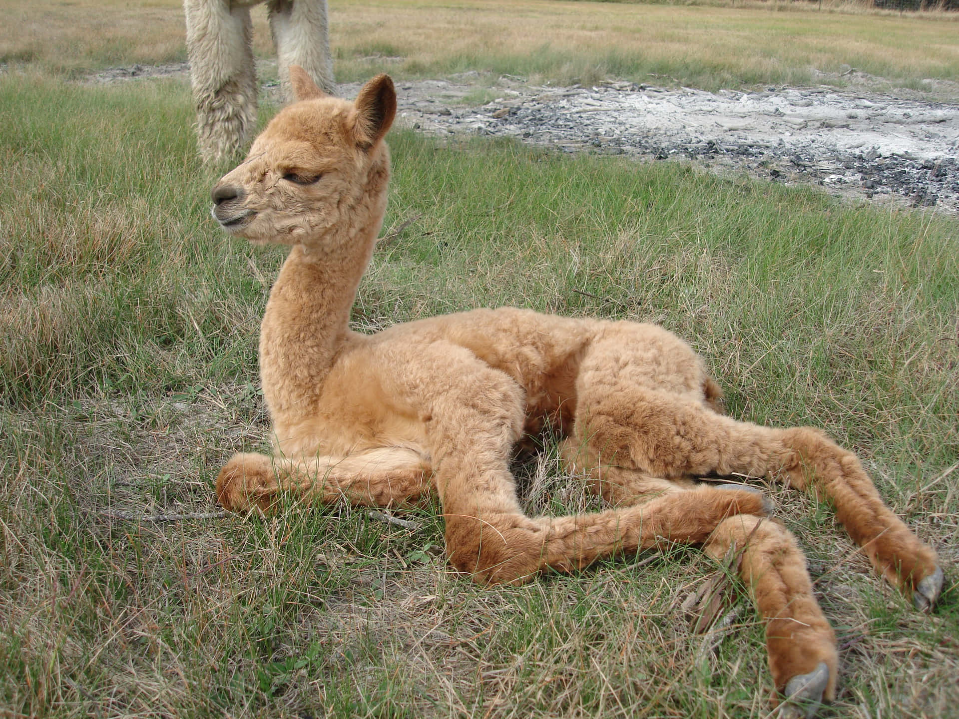 Brown Funny Llama Lying On Grass Picture