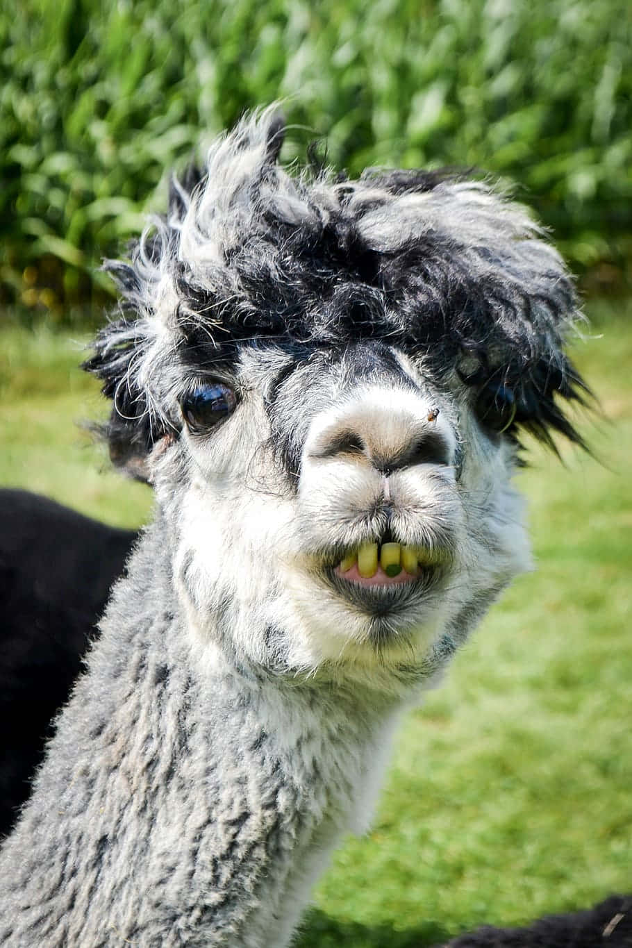 Lustigesbild Eines Lamas Mit Herausgestreckten Zähnen.