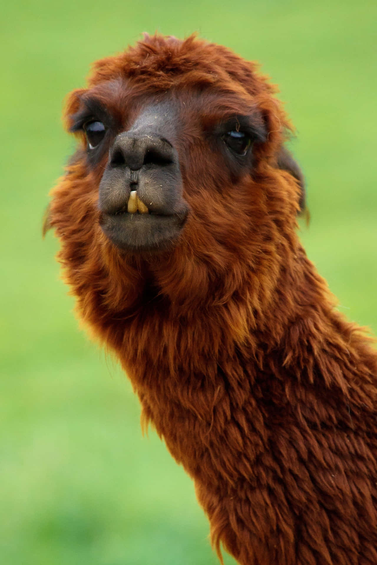 Brown Haired Funny Llama Picture