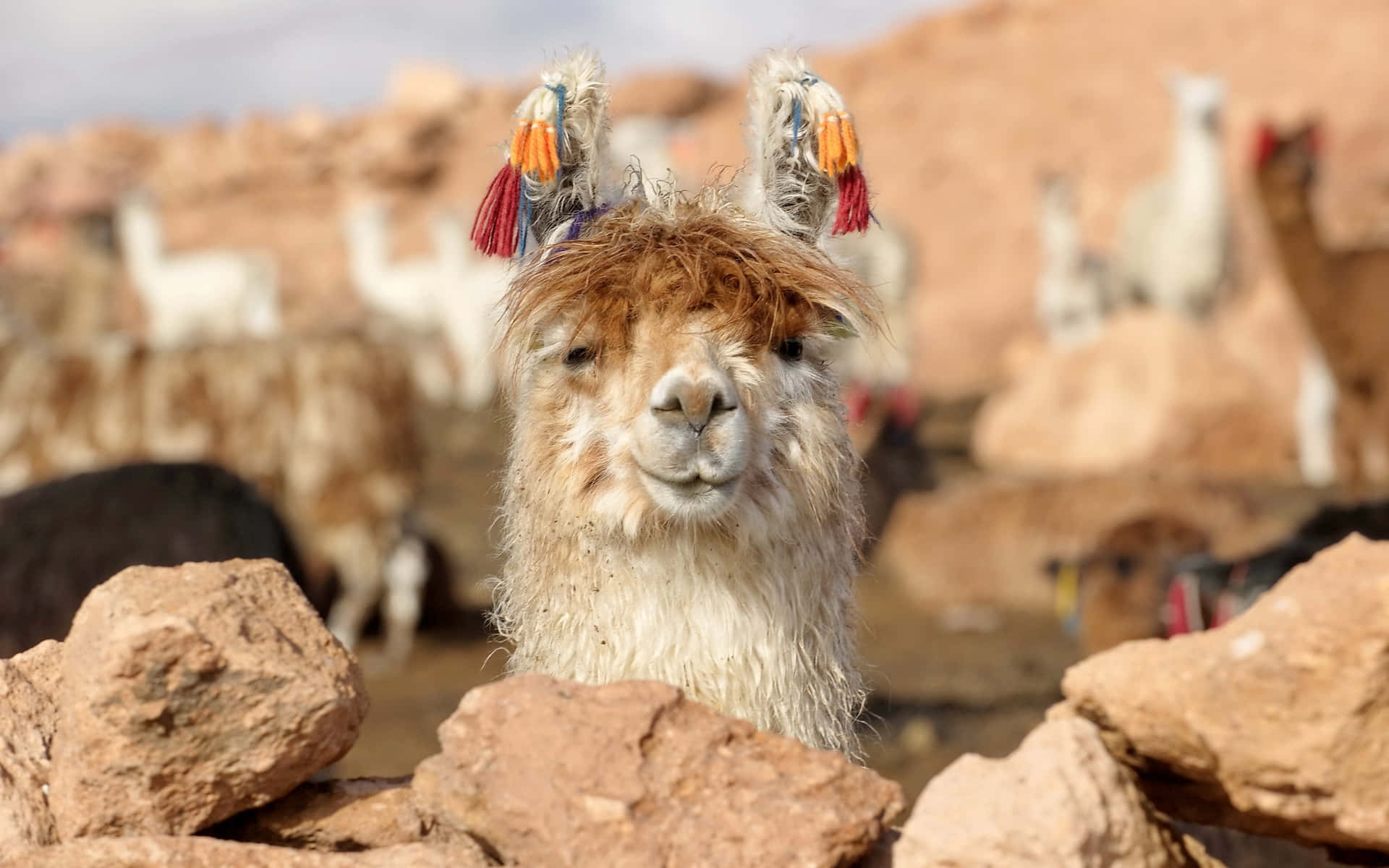 Funny Llama Against Rock Formation Picture