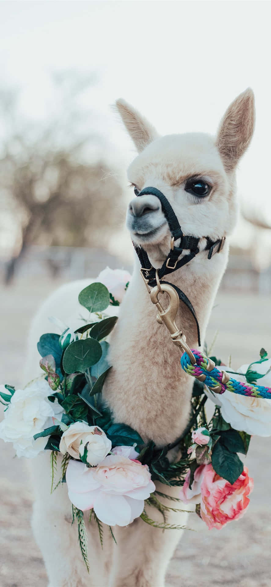 Funny Llama Pictures 1284 X 2778 Picture