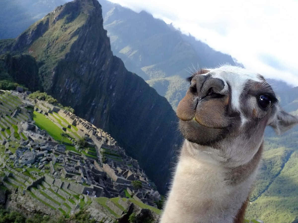 Lustigeslama Fotobombt Machu Picchu Bild