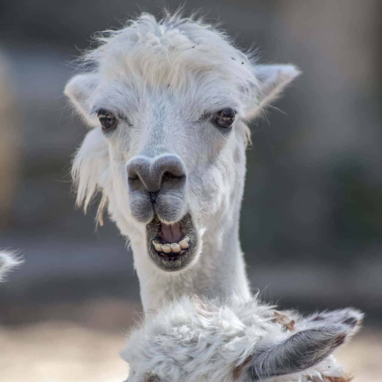 Funny Llama With Mouth Open Picture
