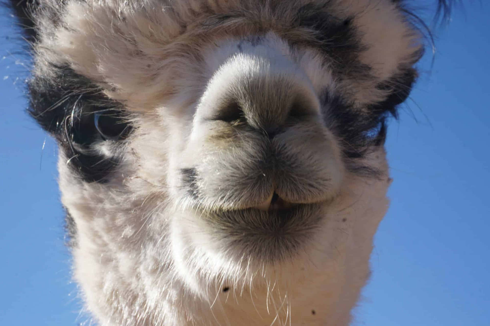 Funny Llama Face Close Up Picture