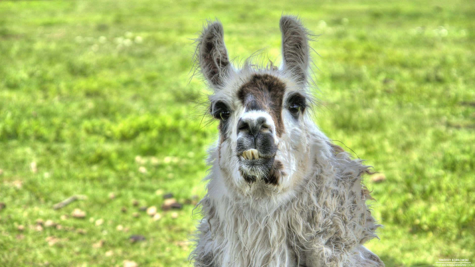 Grey Funny Llama On Grass Picture