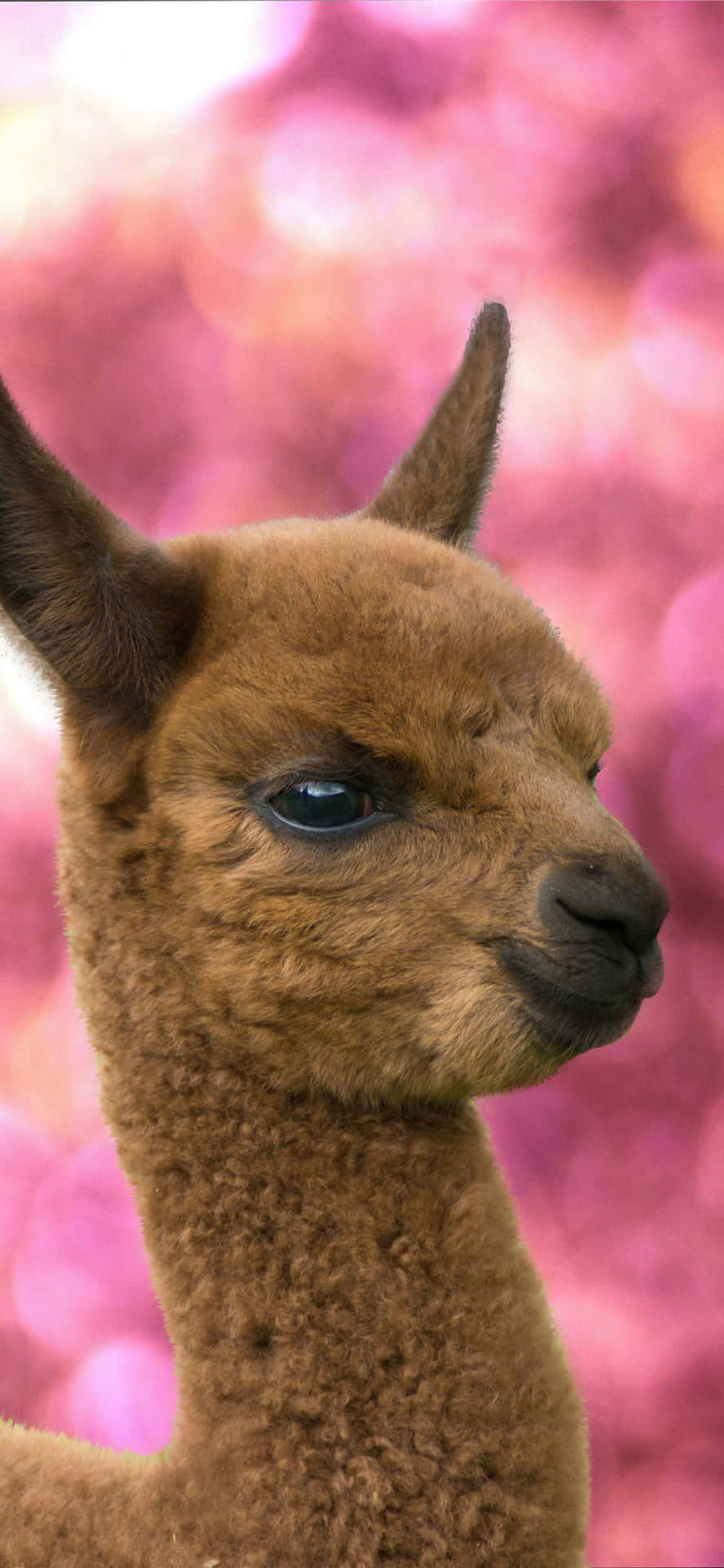 Garanteret at gøre dig smile: Sjov llama billeder