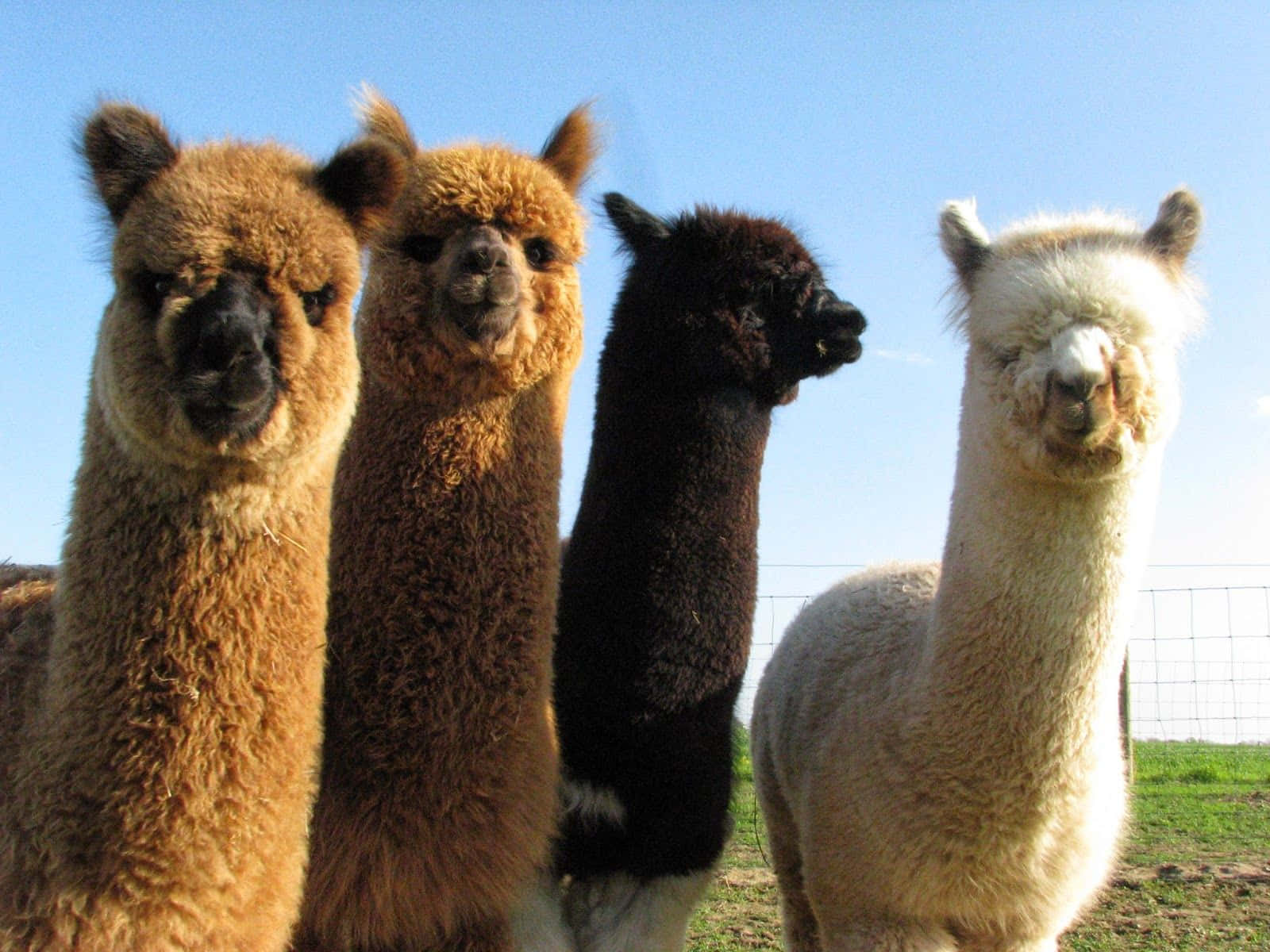 Four Hairy Funny Llama Picture