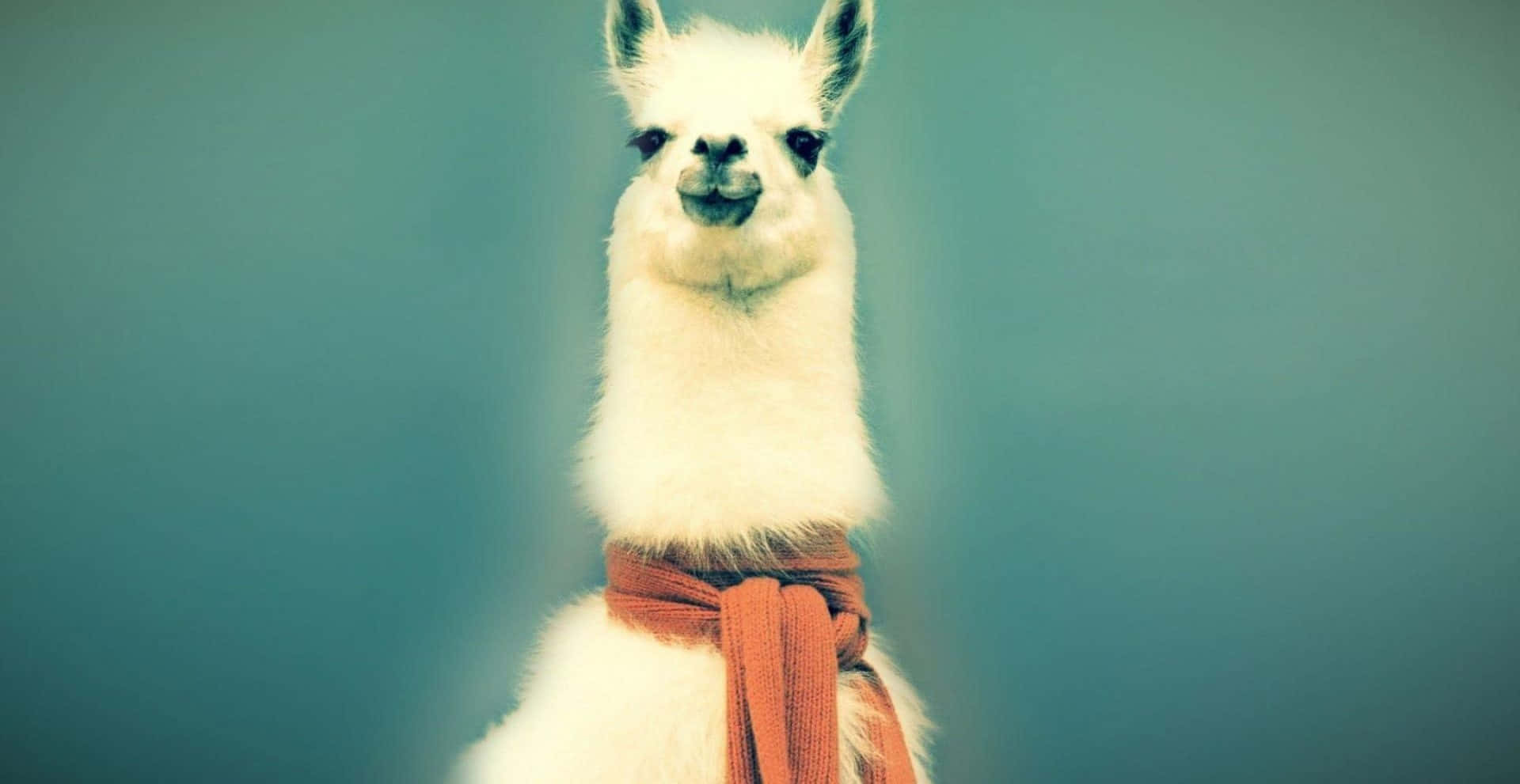 White Funny Llama With Red Scarf Picture