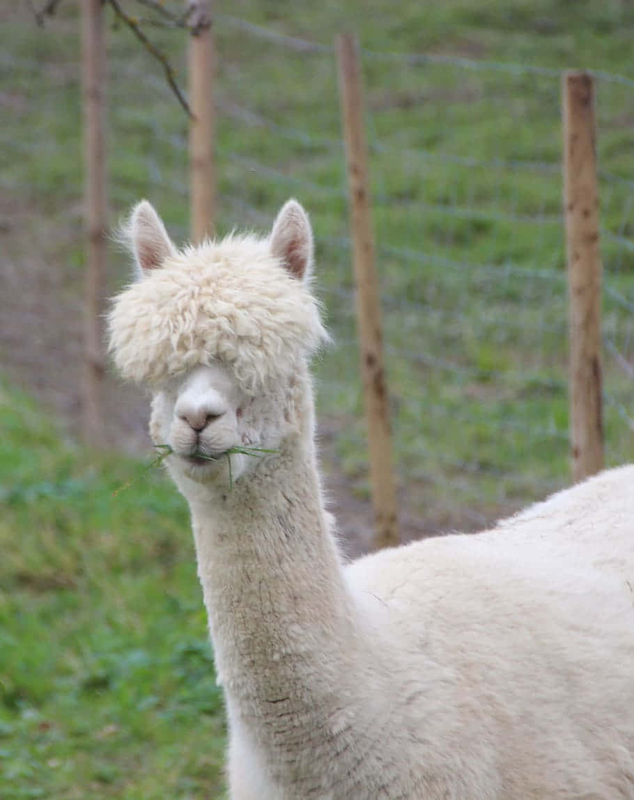 White Haired Funny Llama Portrait Picture