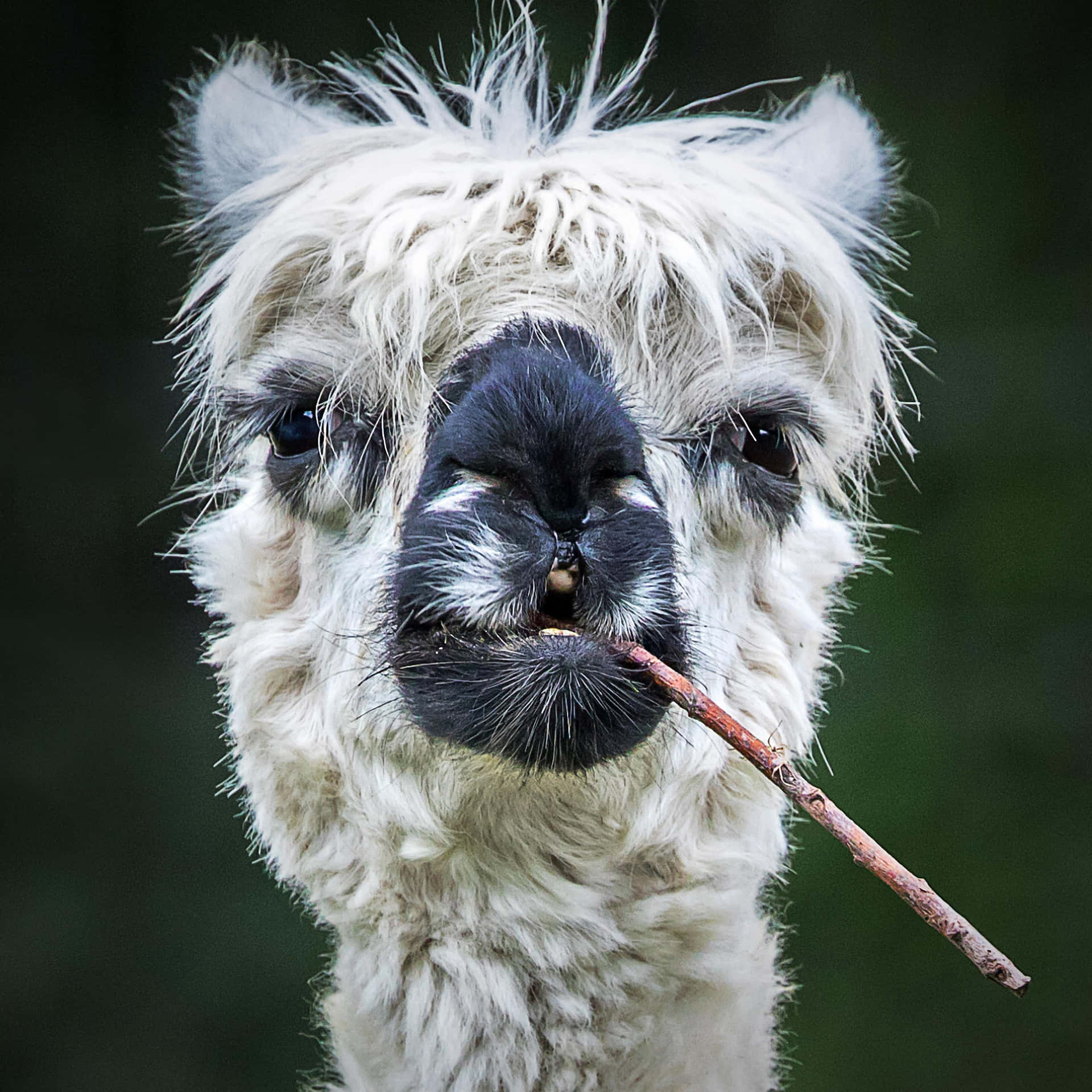 White Funny Llama With Stick Picture