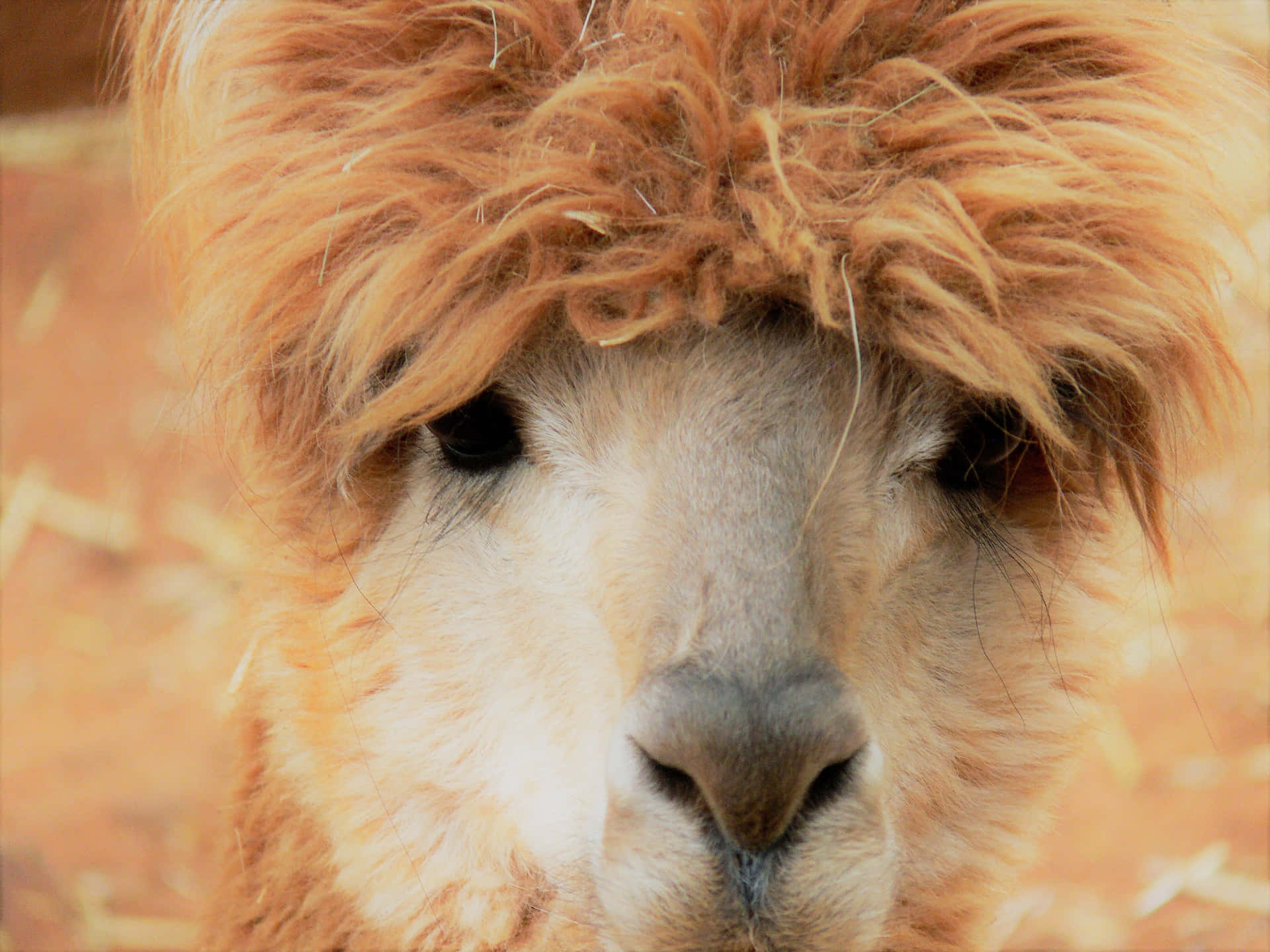Hairy Brown Funny Llama Close Up Picture