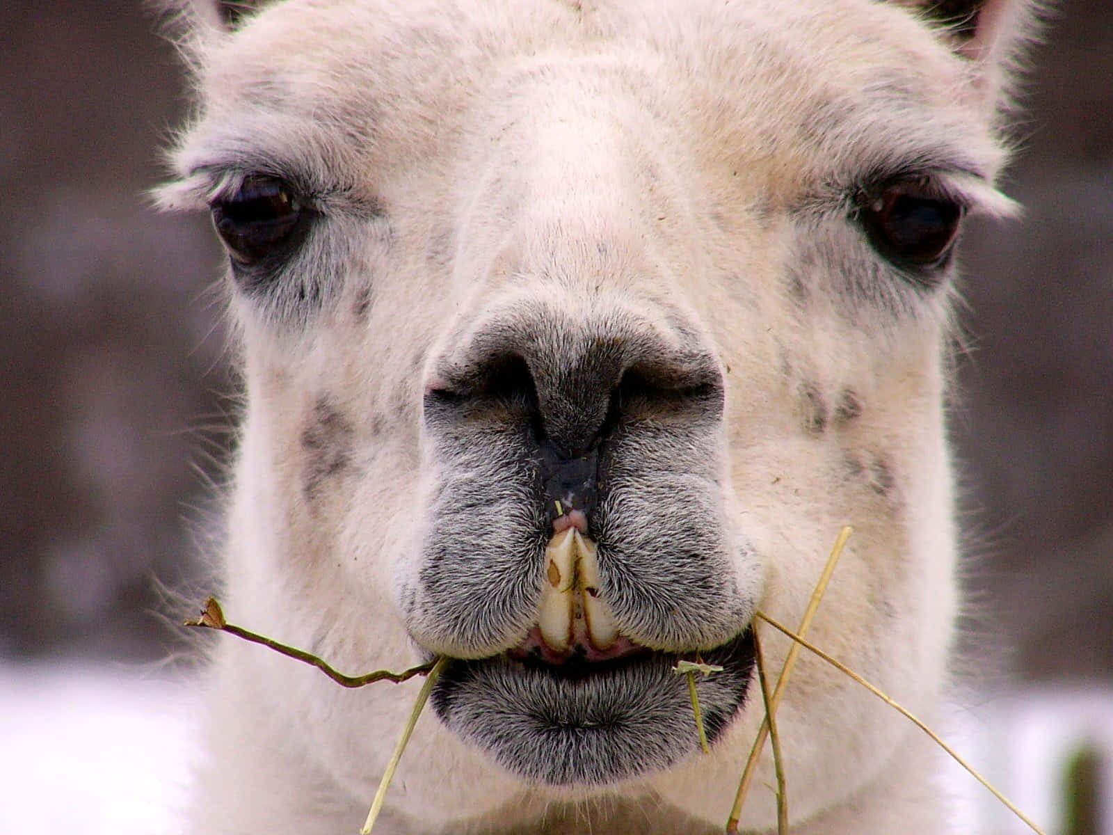 Funny Llama Eating Grass Picture