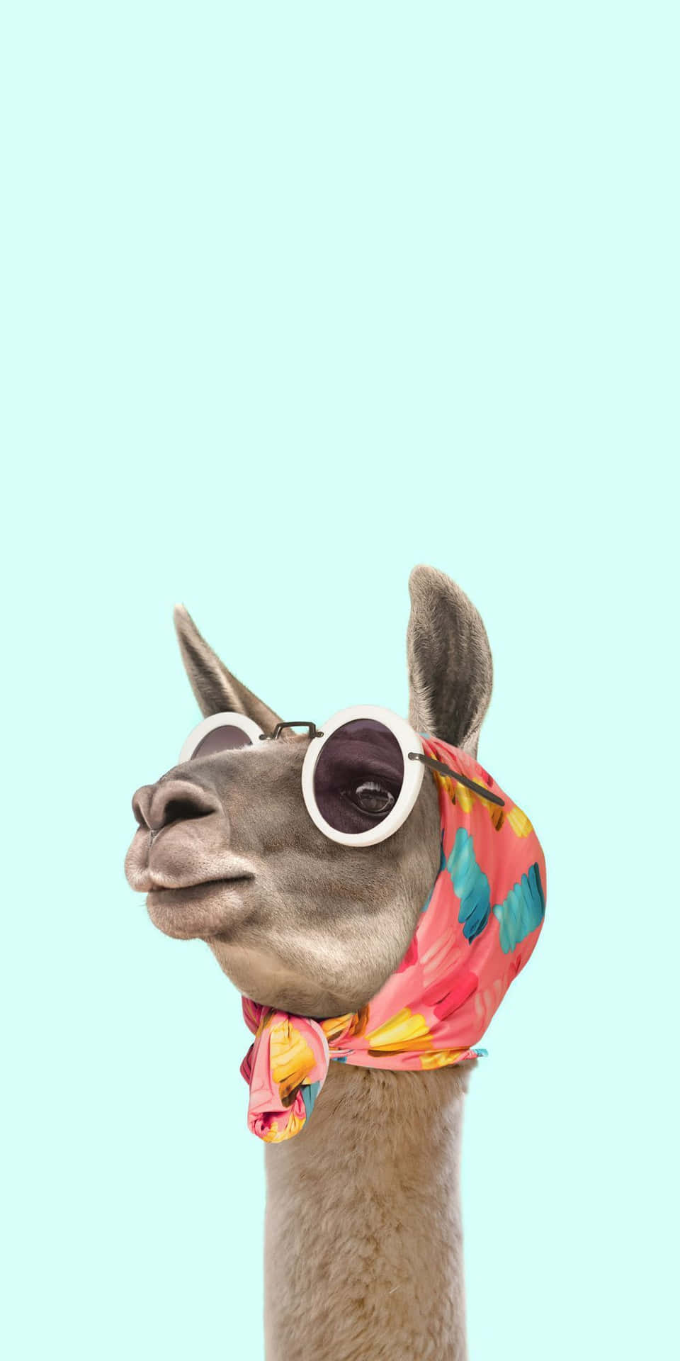 Funny Llama Fashion Style Picture