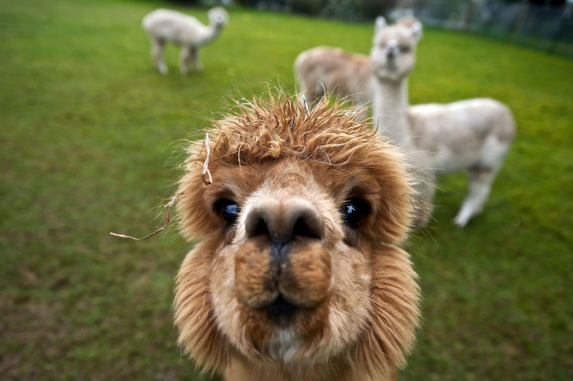 Brown Funny Llama Groufie Picture