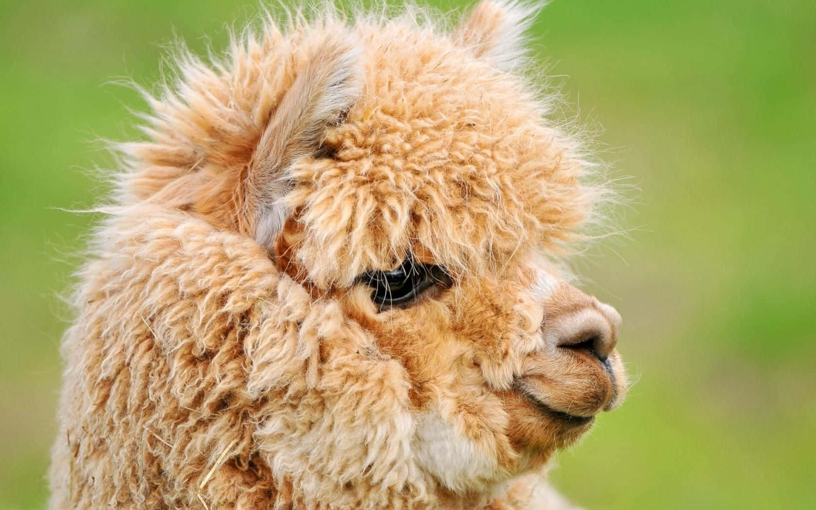 Hairy Funny Llama Side Profile Picture