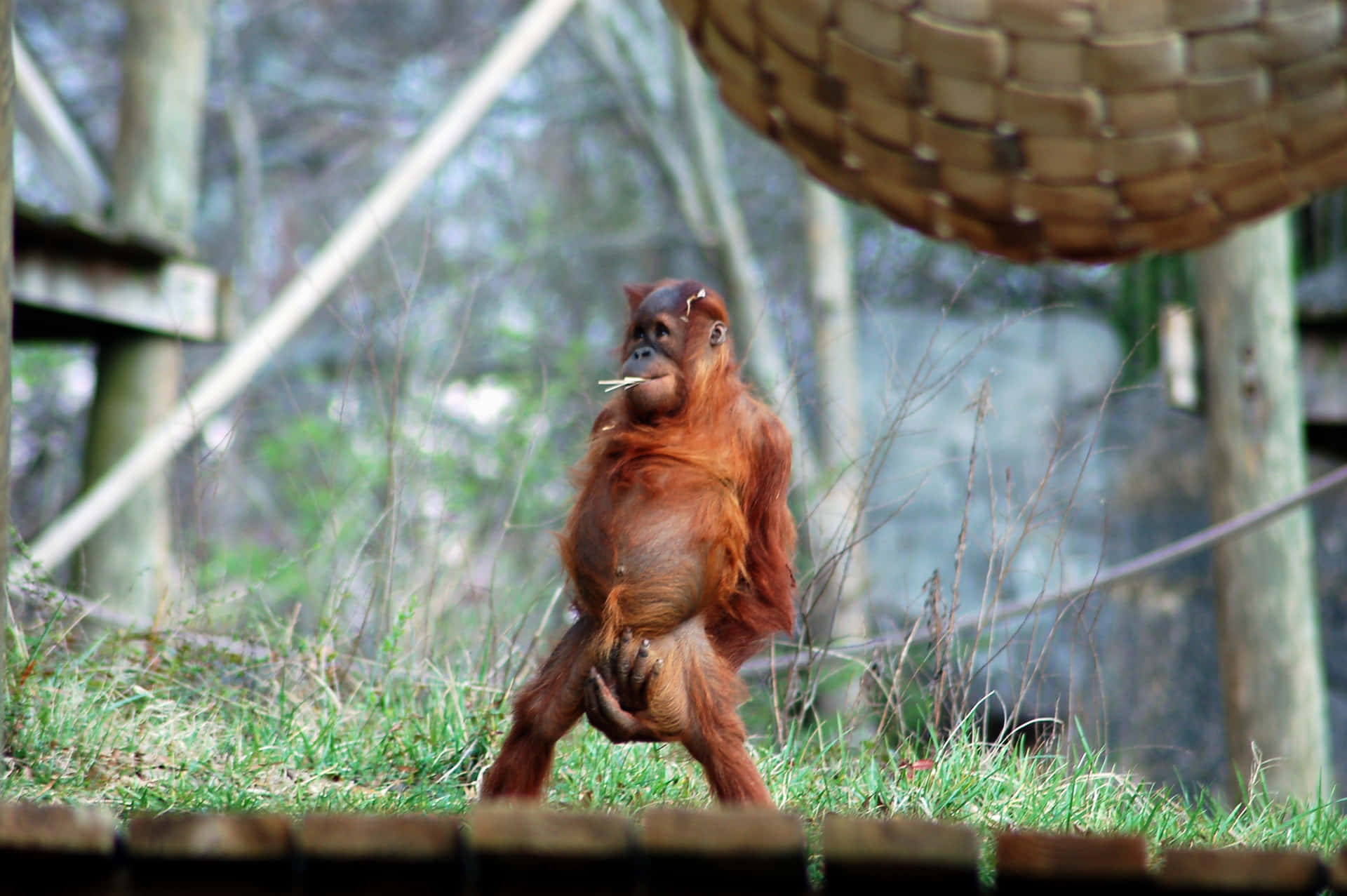 A funny orangutan showcasing its long arms in the wild. Wallpaper