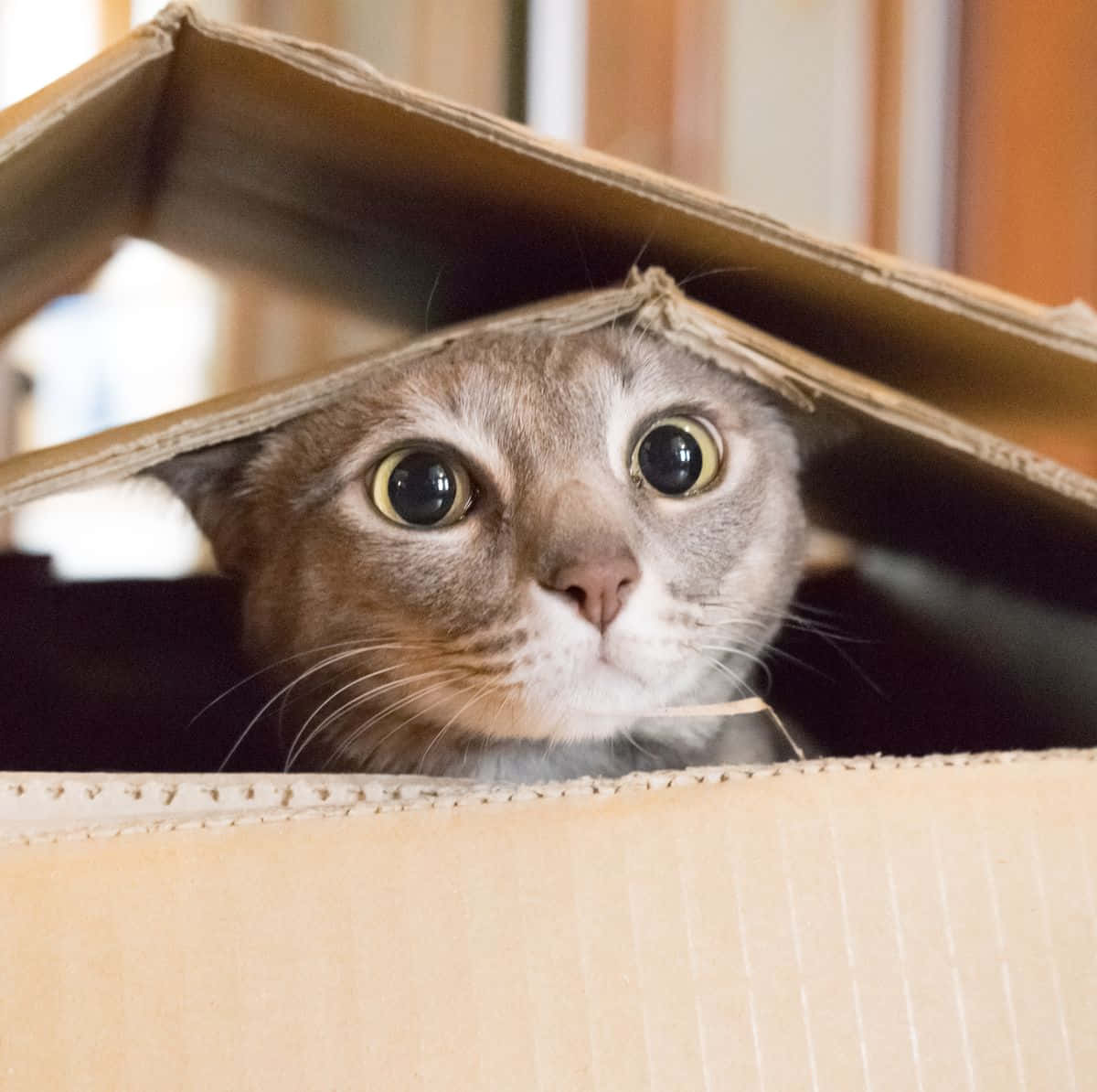 A Cat Peeking Out Of A Cardboard Box