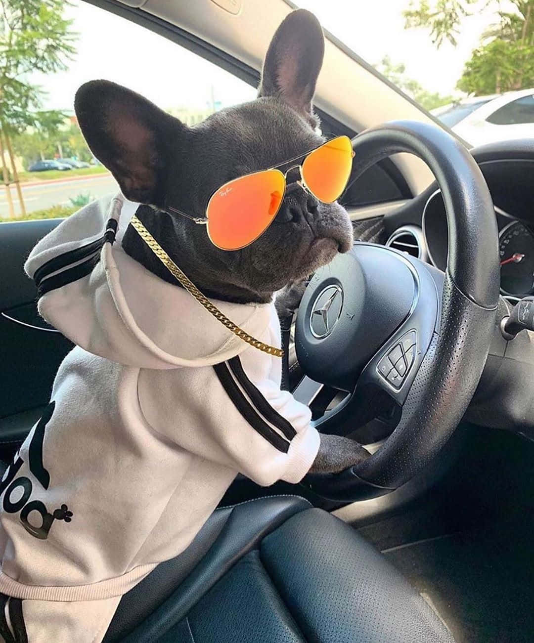 A French Bulldog Wearing Sunglasses While Driving A Car