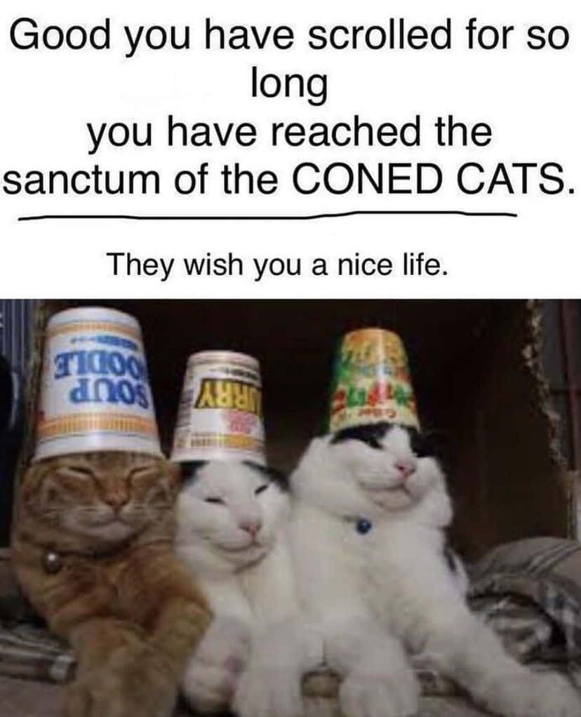 Funny Memes Coned Cats Meme Pictures