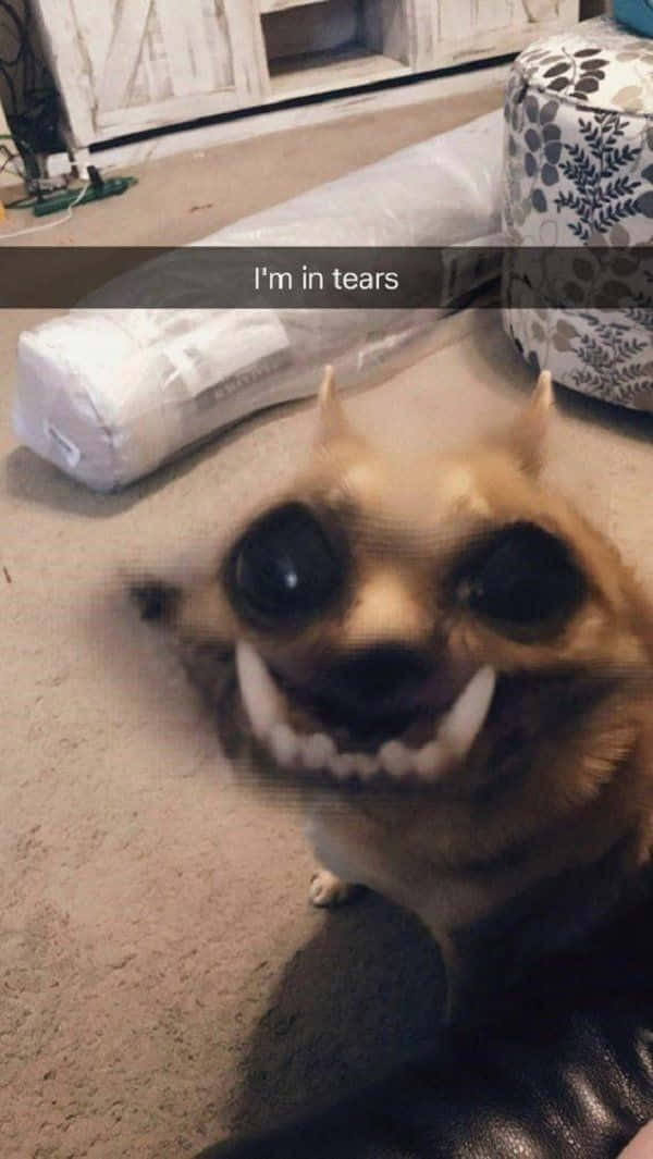 Lustigememes Lustiges Gesicht Hunde-filter Bilder