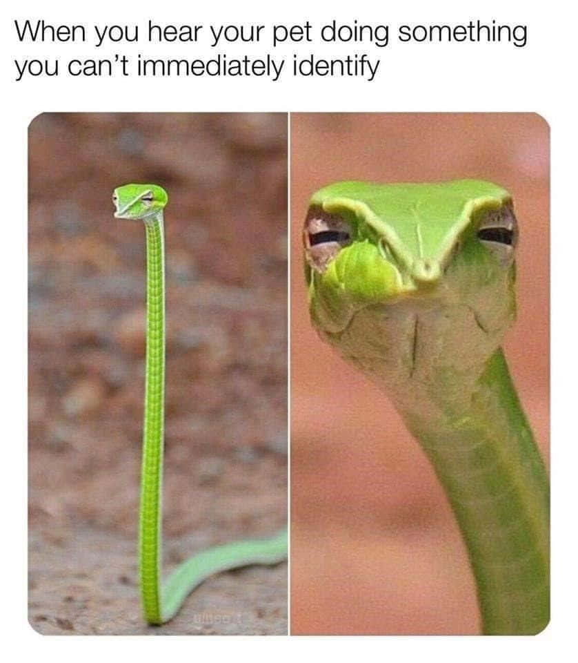 Funny Meme Snake Funny Face Pictures