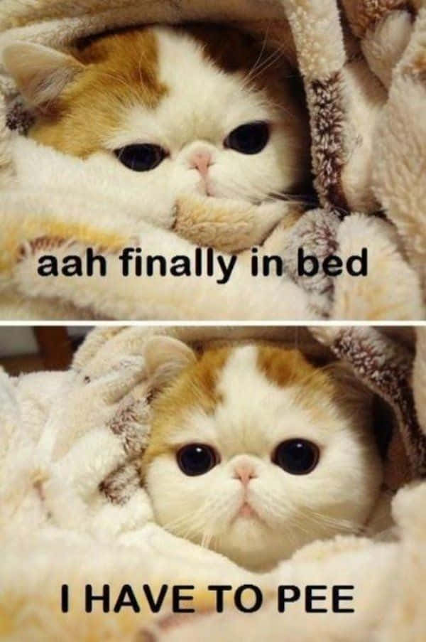 Funny Memes Cute Cat In Bed Pictures