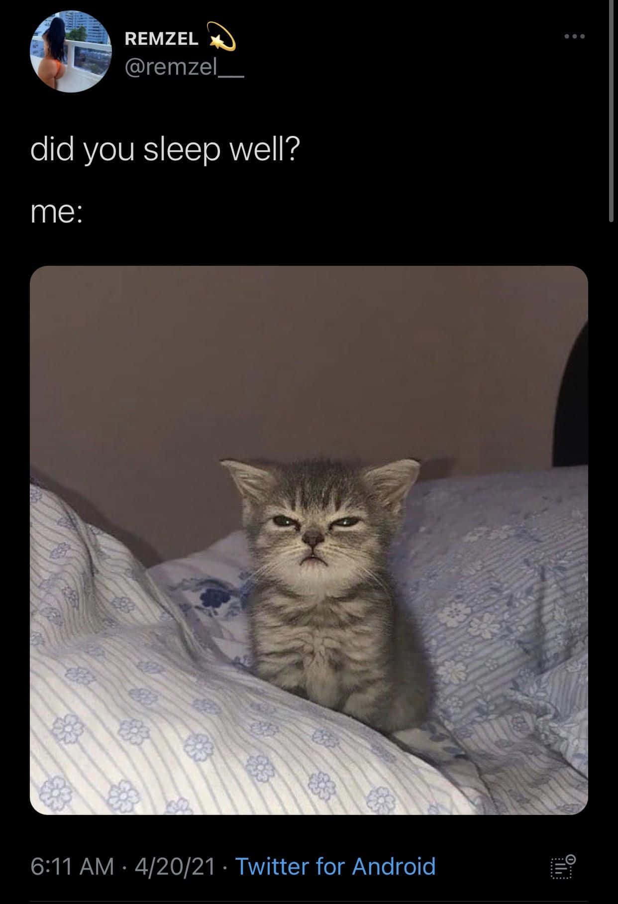 sleepy animal meme