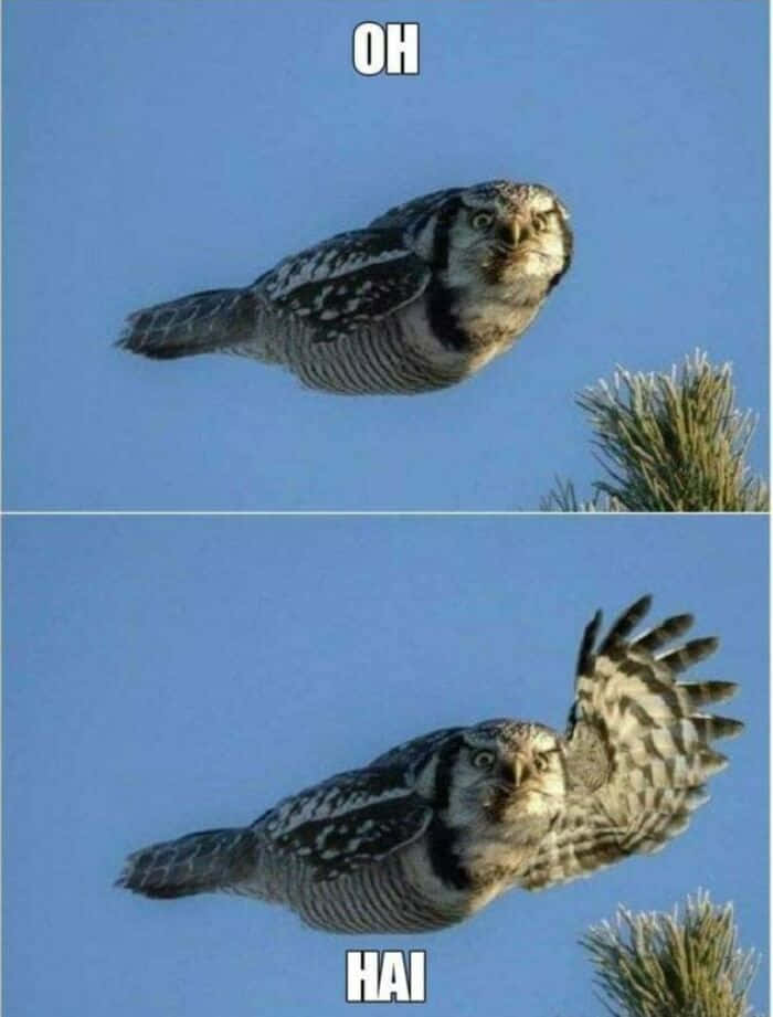 Funny Memes Waving Owl With Text Pictures