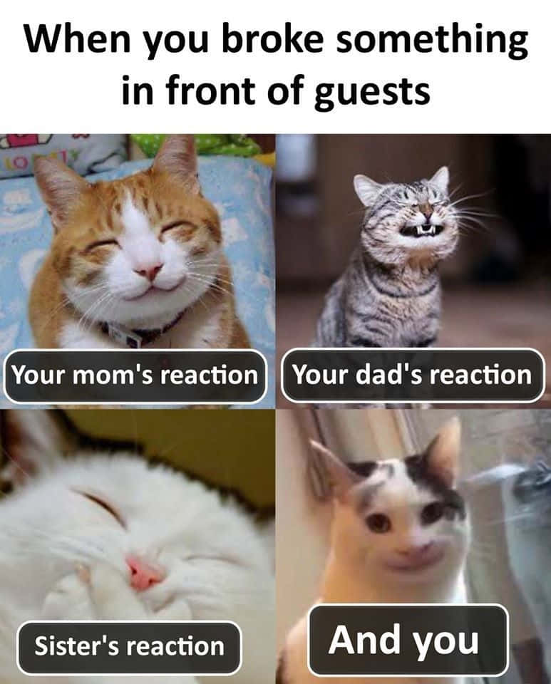 Funny Memes Cat Collage Reactions Pictures