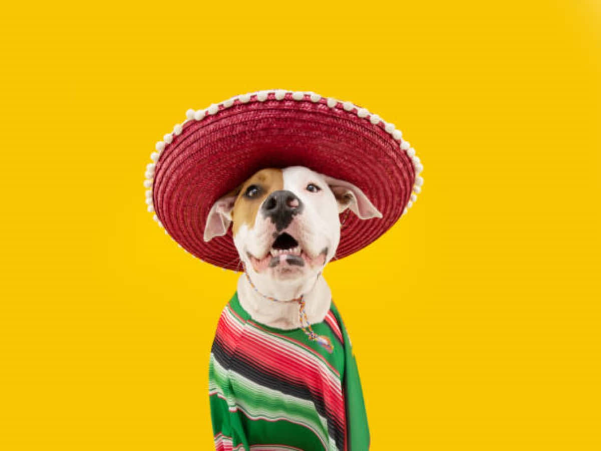 Enrolig Mexikansk Man Med En Traditionell Sombrero Som Ger Tummen Upp Till Kameran.