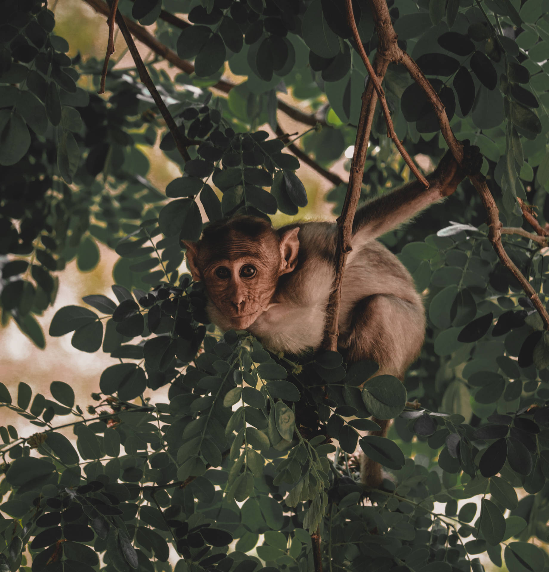 Funny Monkey On Moringa Tree Wallpaper