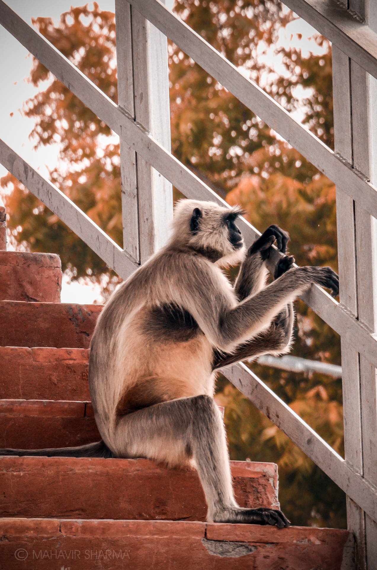 Funny Monkey On Stairs Wallpaper