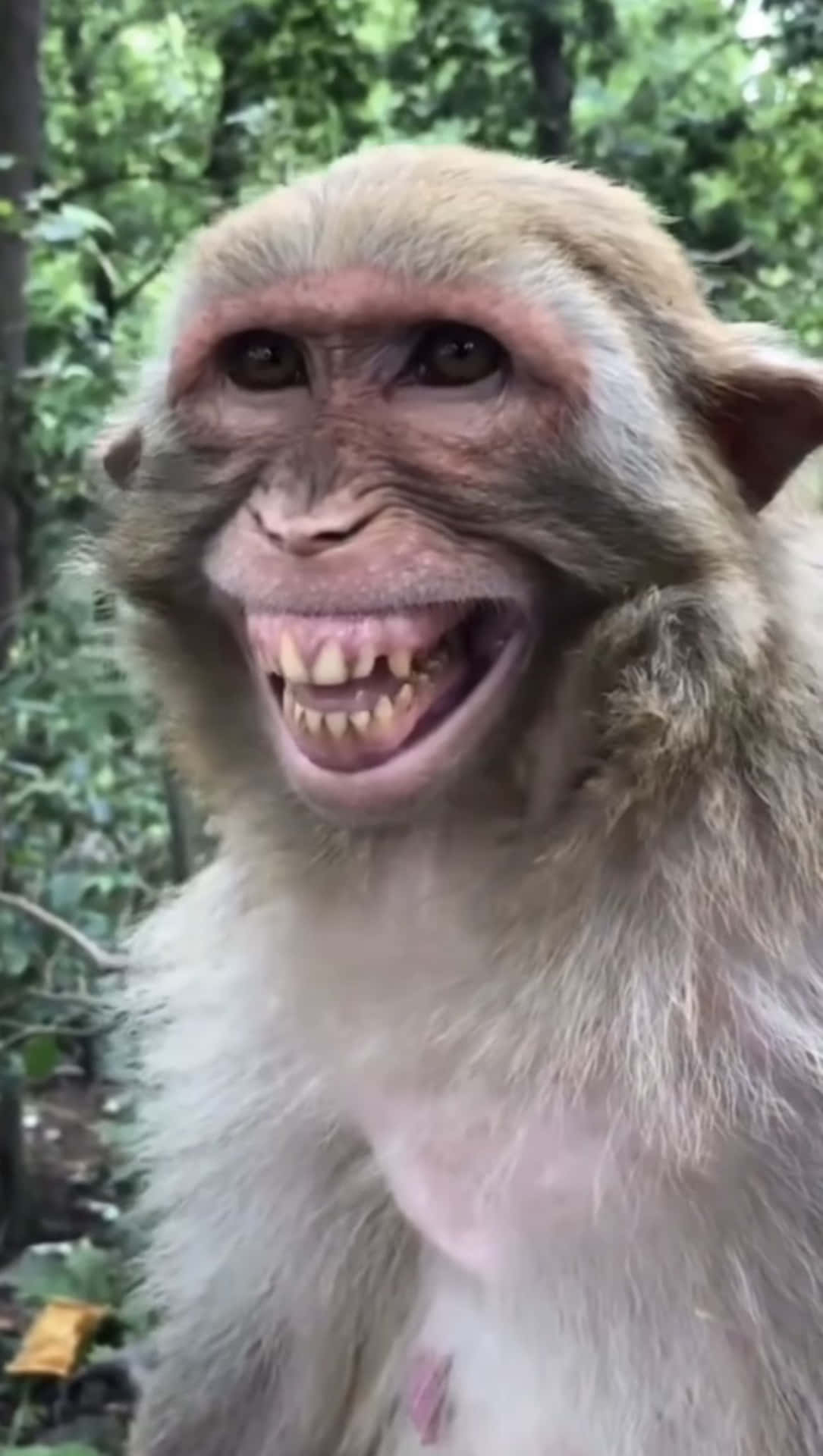 Take a break and crack a smile with this funny monkey!