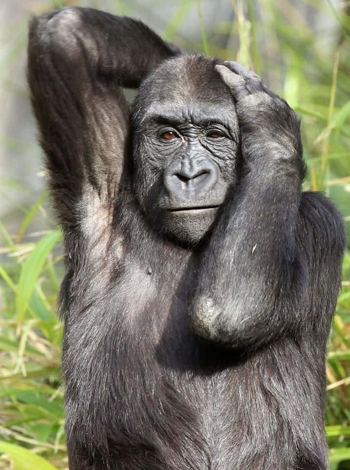 White Howler Monkey Funny Pose Stock Photo 611971 | Shutterstock