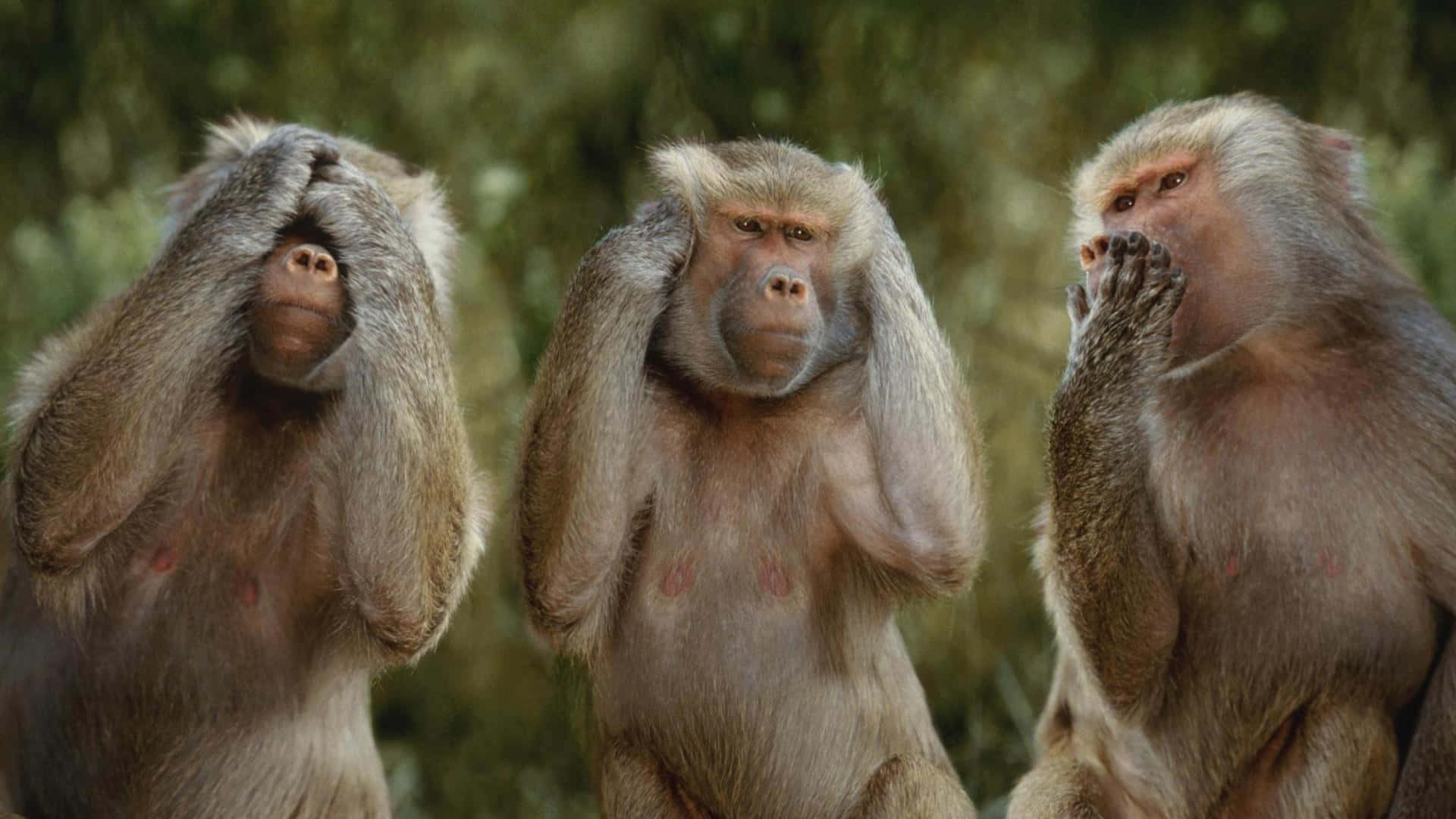 Three Monkeys With Their Hands Covering Their Eyes