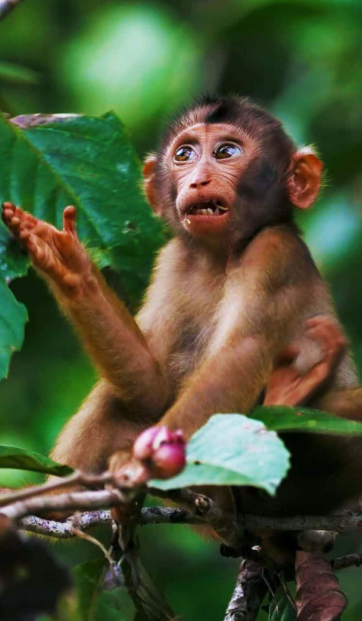 Ottienila Tua Dose Giornaliera Di Risate Con Questa Divertente Foto Di Una Scimmia Divertente.