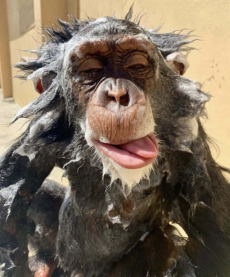 A Chimpanzee Is Sitting On The Ground With His Tongue Out