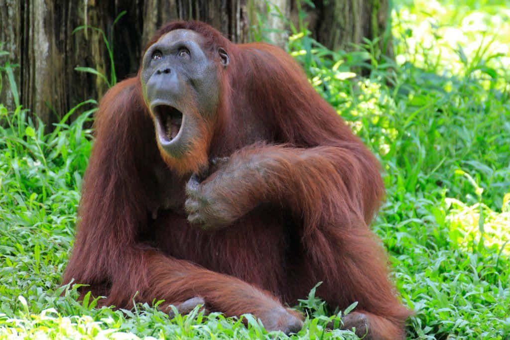 An Orangutan Yawning In The Grass