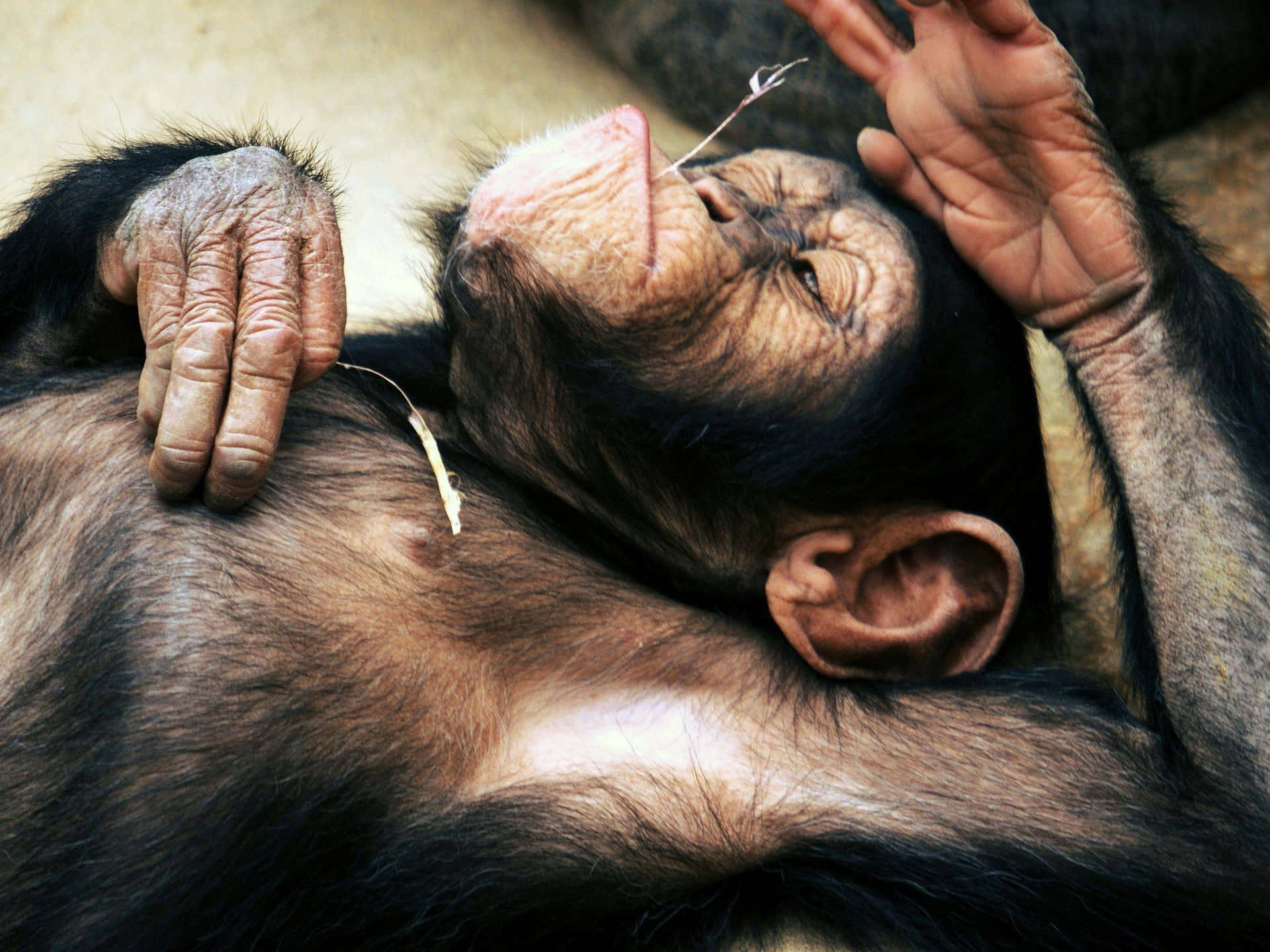 Einschimpanse Liegt Auf Dem Rücken.