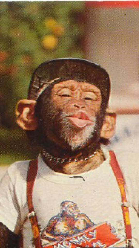 Einalberner Affe Ist Bereit Für Einen Lustigen Tag!