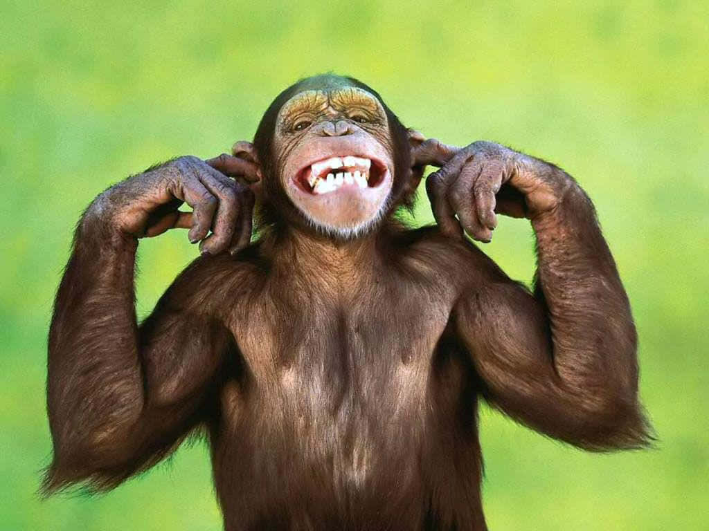 A silly monkey grins while biting a banana