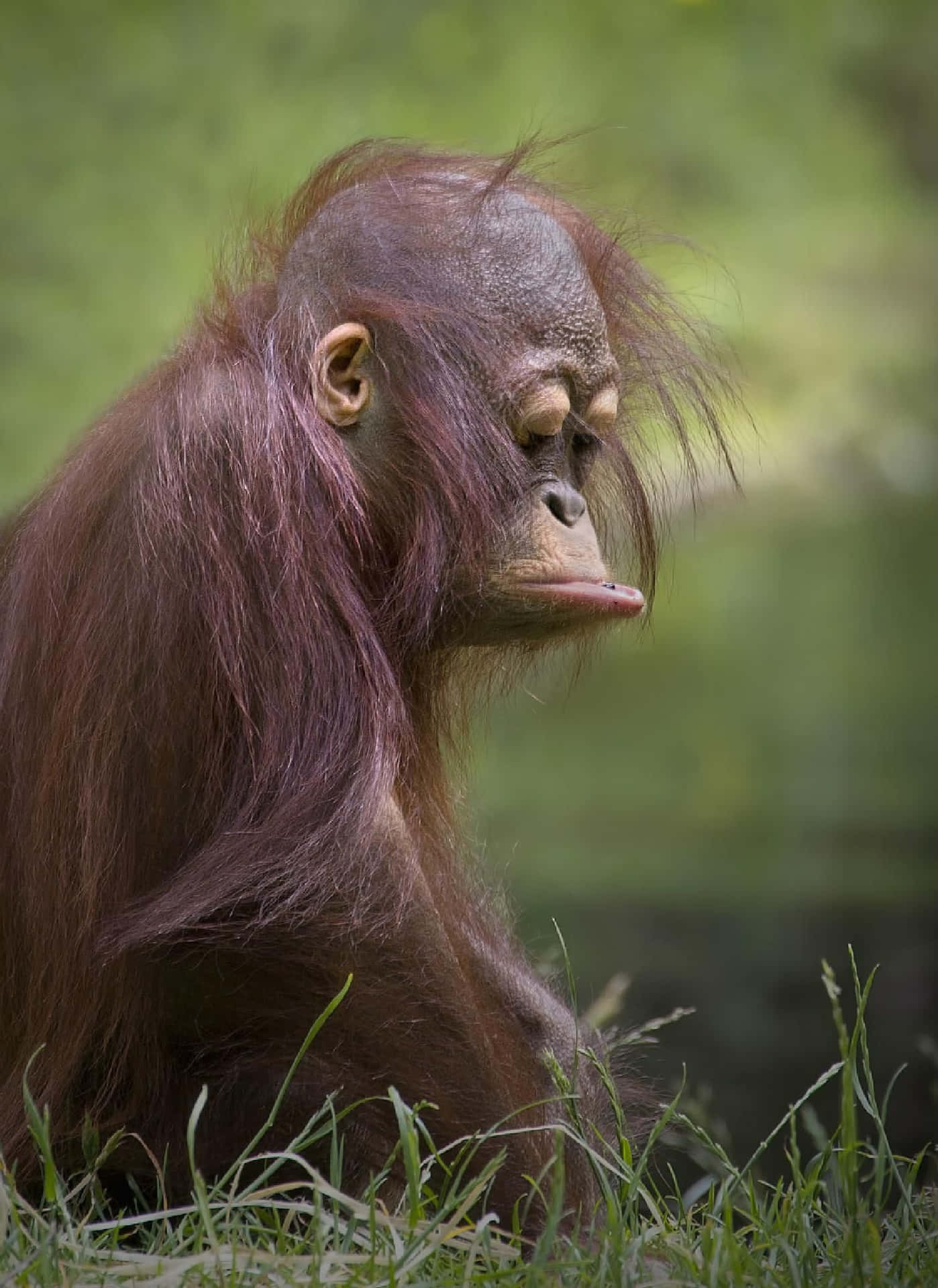 An Orangutan Is Sitting In The Grass