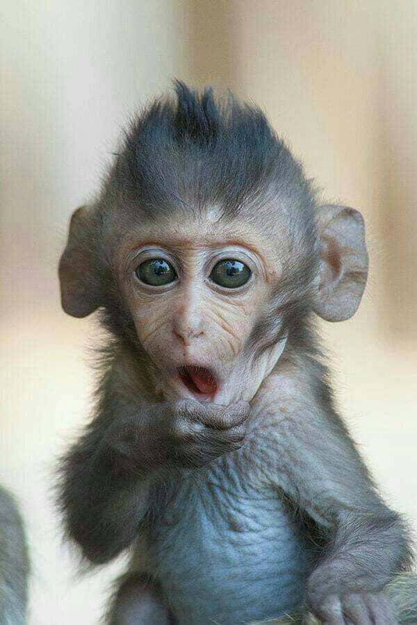 funny baby monkey face