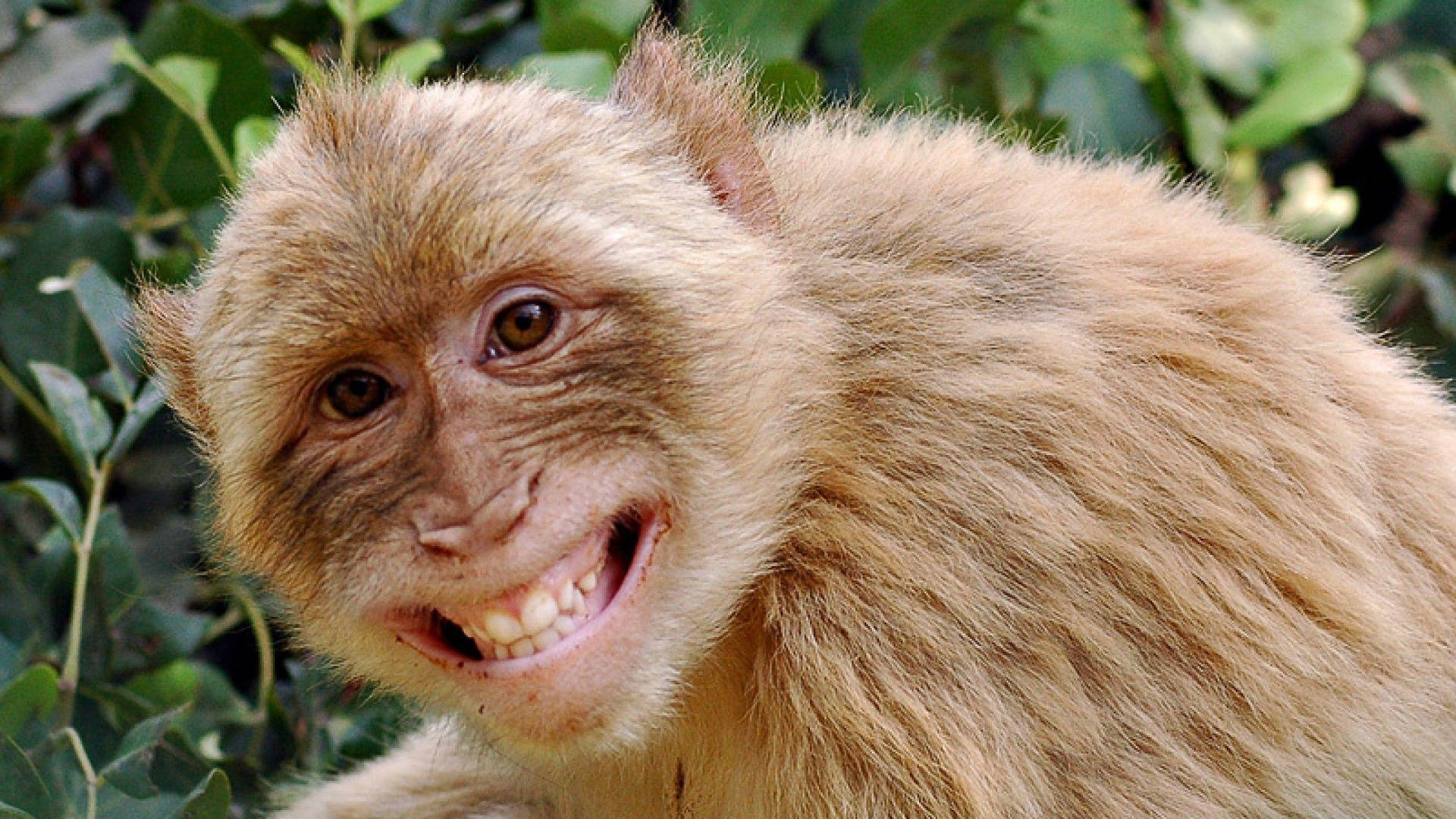 Funny Monkey Smilende Wallpaper