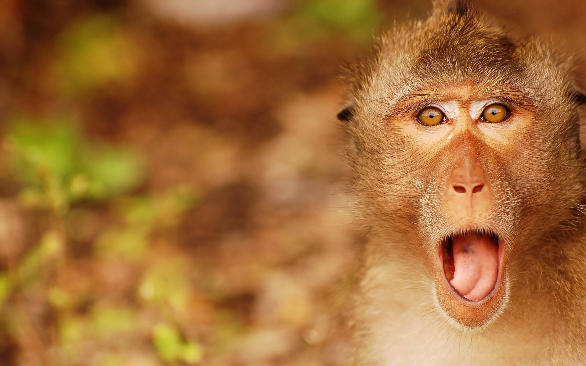 Funny Monkey Tongue Out Wallpaper