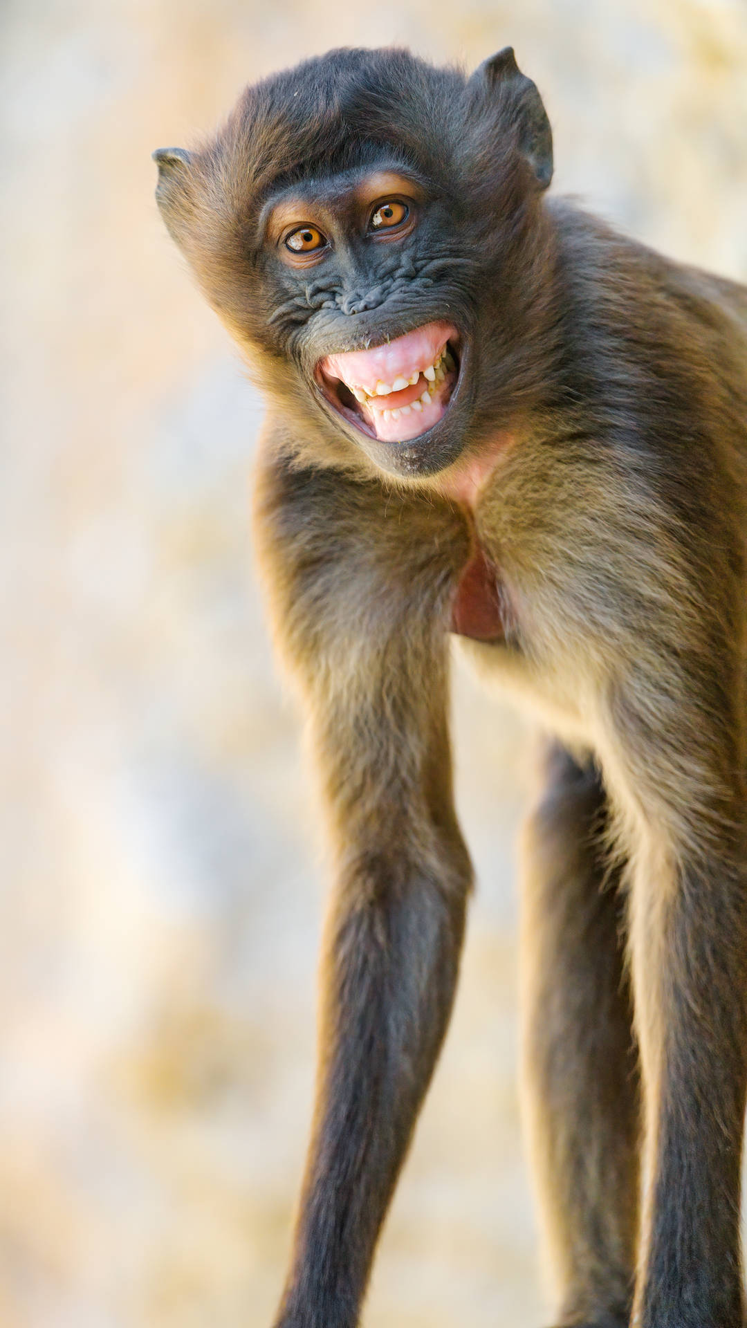 Funny Monkey With Long Arms Wallpaper