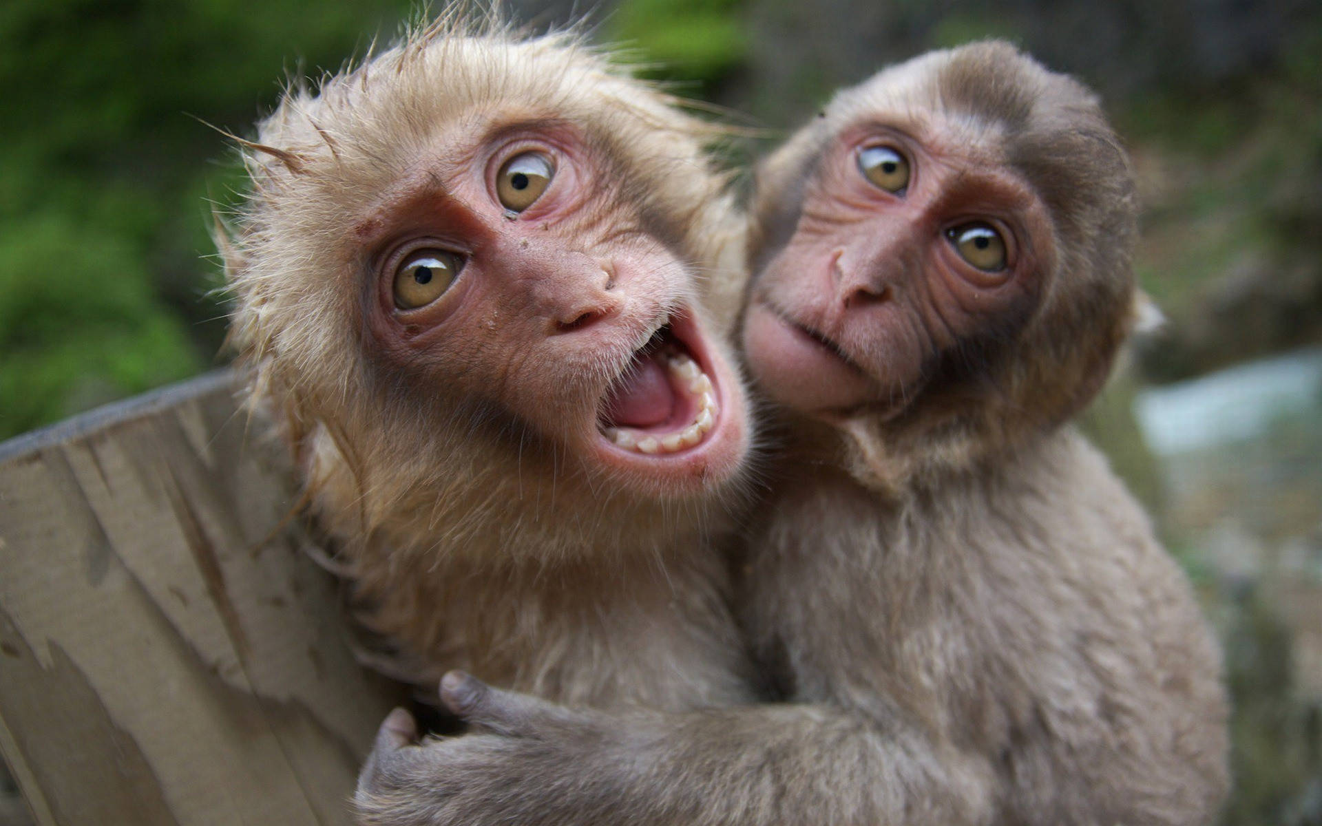 Funny Monkeys Hugging Wallpaper