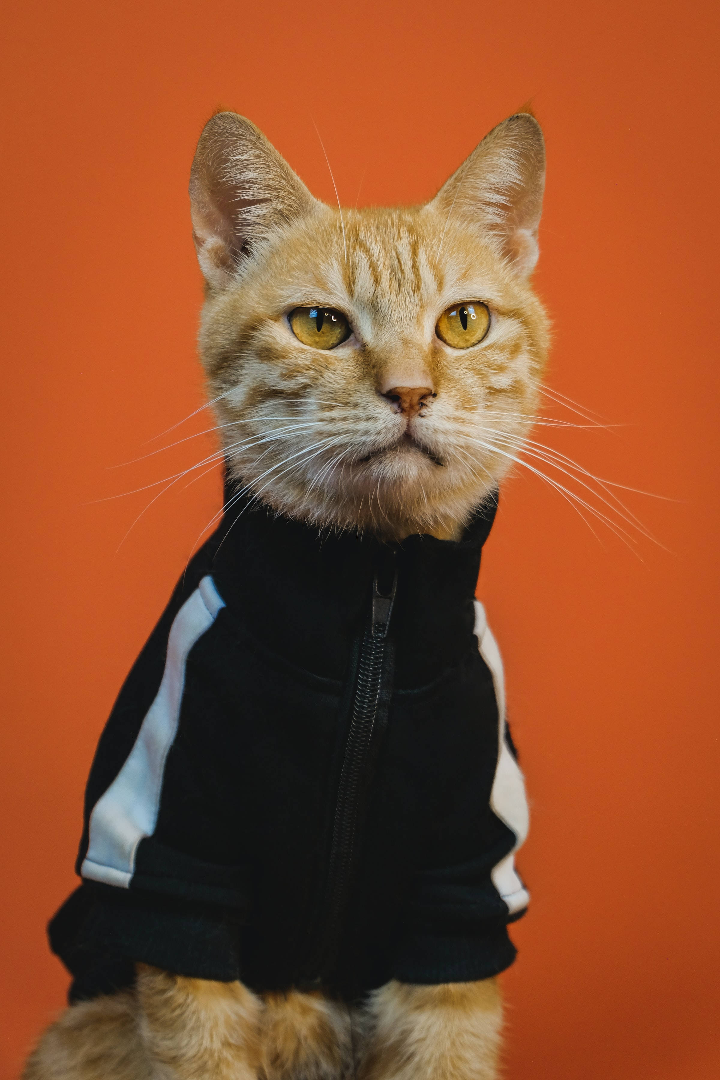 Funny Orange Tabby Cat Pfp Background