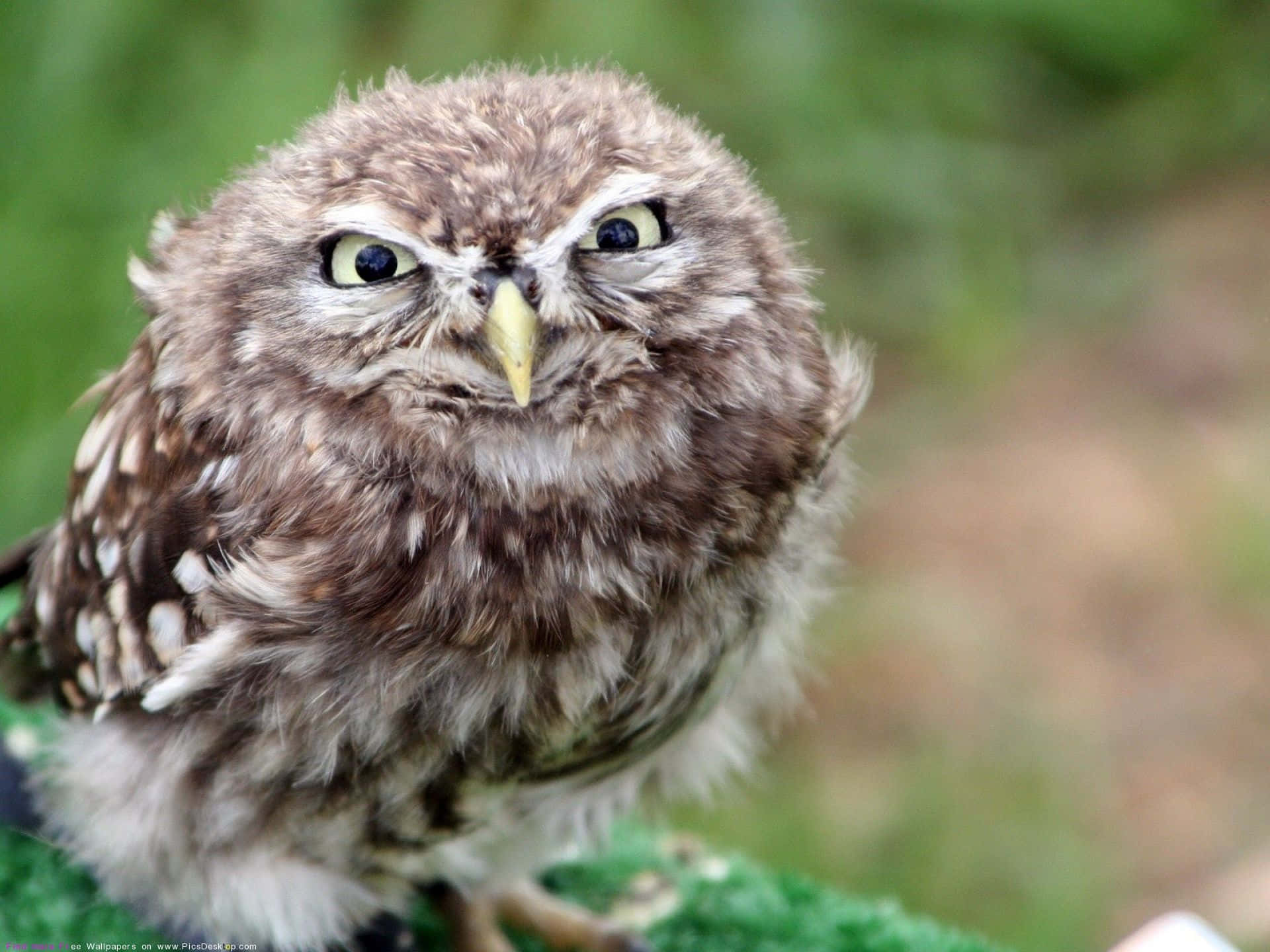 Funny Owl Baby Glaring Picture